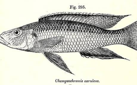 Malawi Trout Cichlid