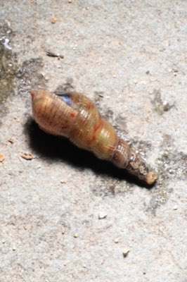 Malaysian Trumpet Snail