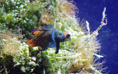 Mandarin Dragonet
