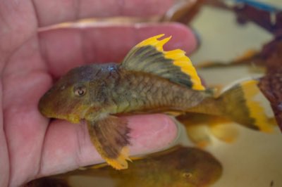 Mango Pleco