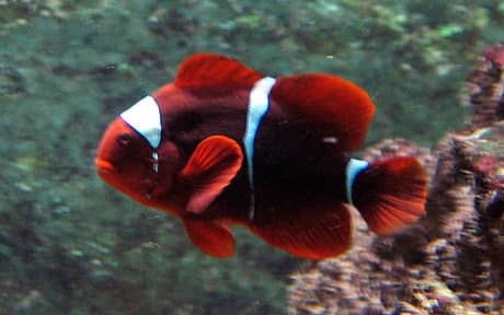 Maroon Clownfish