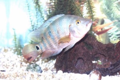 Mayan Cichlid