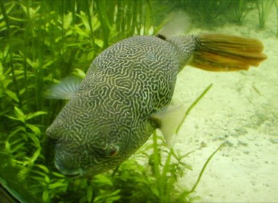 Mbu Puffer