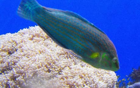 Melanurus Wrasse