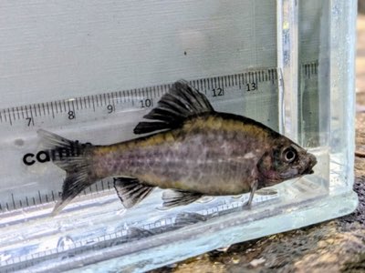 Melon Barb