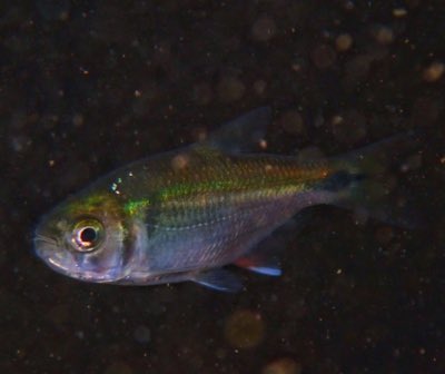 Mexican Tetra
