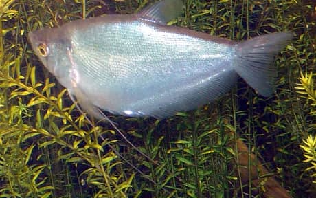 Moonlight Gourami