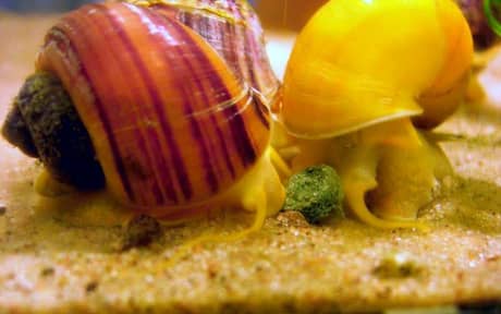 Mystery Snail