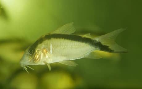 Narcissus II Cory