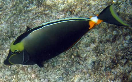 Naso Tang