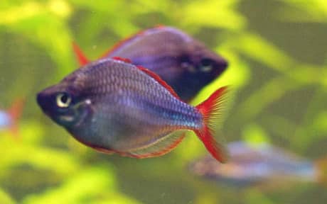 Neon Dwarf Rainbowfish