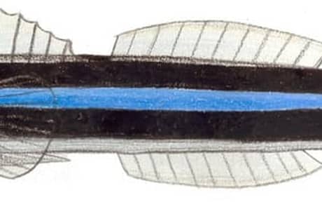 Neon Goby