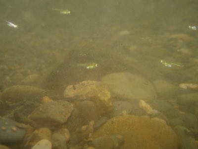 Neon Green Rasbora