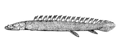 Nile Bichir