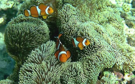 Ocellaris Clownfish