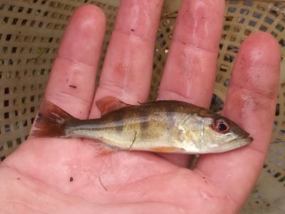 Ocellaris Peacock Bass