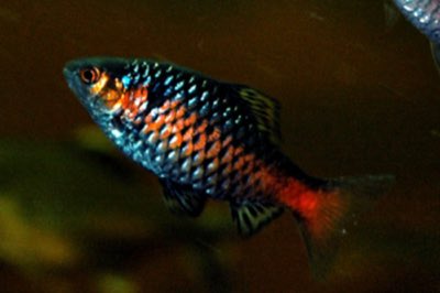 Odessa Barb