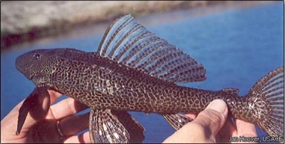 Orinoco Sailfin Pleco
