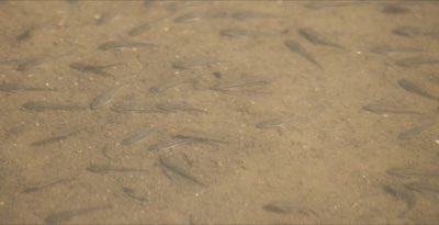 Otocinclus