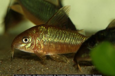 Pantanal Corydoras