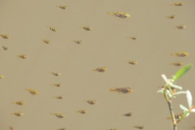Pea Puffer