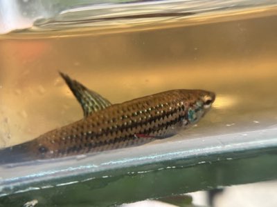 Peaceful Betta