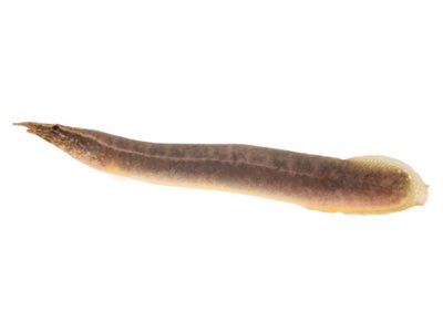 Peacock Eel