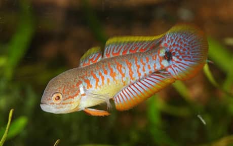Peacock Gudgeon