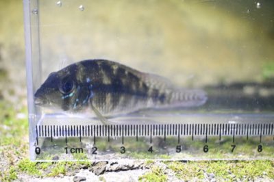 Pearl Cichlid
