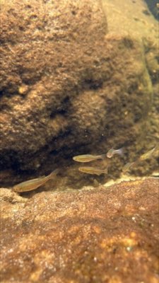 Pearl Danio