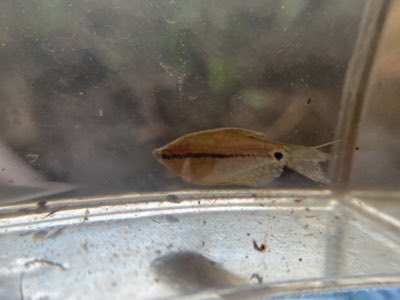 Pearl Gourami