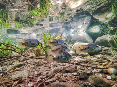 Pearlscale Cichlid