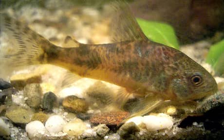 Peppered Corydoras
