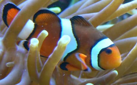 Percula Clownfish