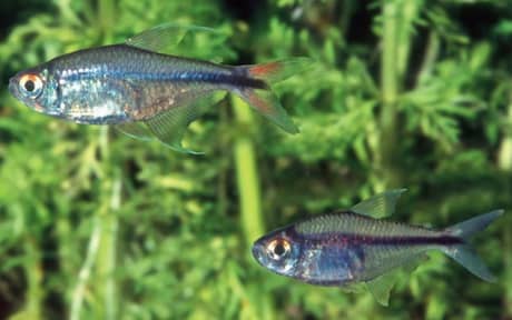 Phoenix Tetra