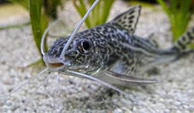 Pictus Catfish