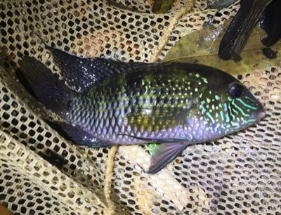 Platinum Acara
