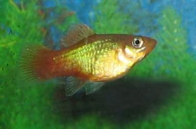 Platy