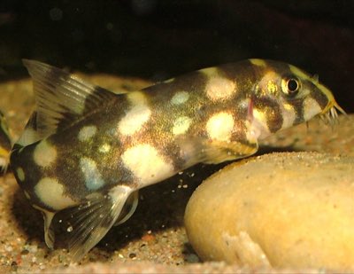 Polka-dot Loach