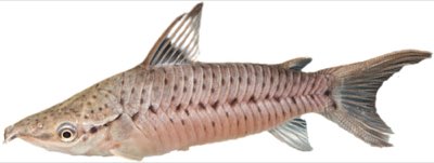 Porthole Catfish