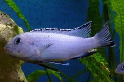 Powder Blue Cichlid