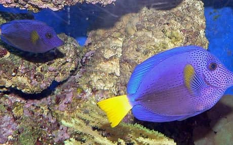 Purple Tang