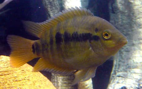 Rainbow Cichlid