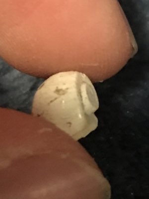 Ramshorn Snail