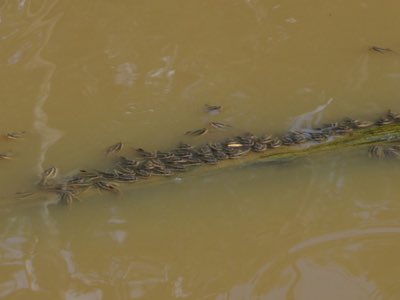 Striped Raphael Catfish