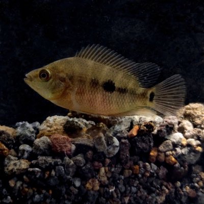 Red Devil Cichlid