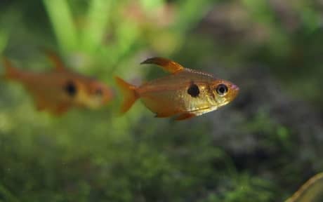 Red Phantom Tetra