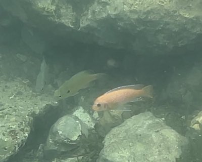 Red Zebra Cichlid
