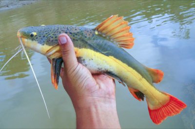 Redtail Catfish