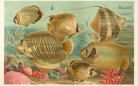 Regal Angelfish
